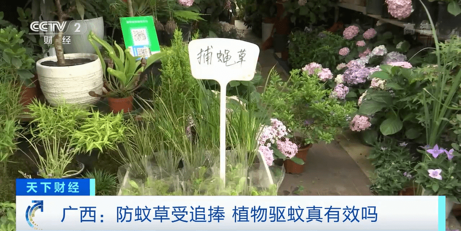 捕蝇草、驱蚊草…各类防蚊植物受追捧！专家提醒：效果有限