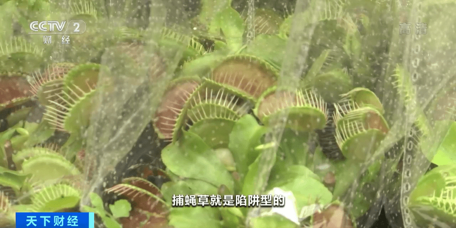 捕蝇草、驱蚊草…各类防蚊植物受追捧！专家提醒：效果有限