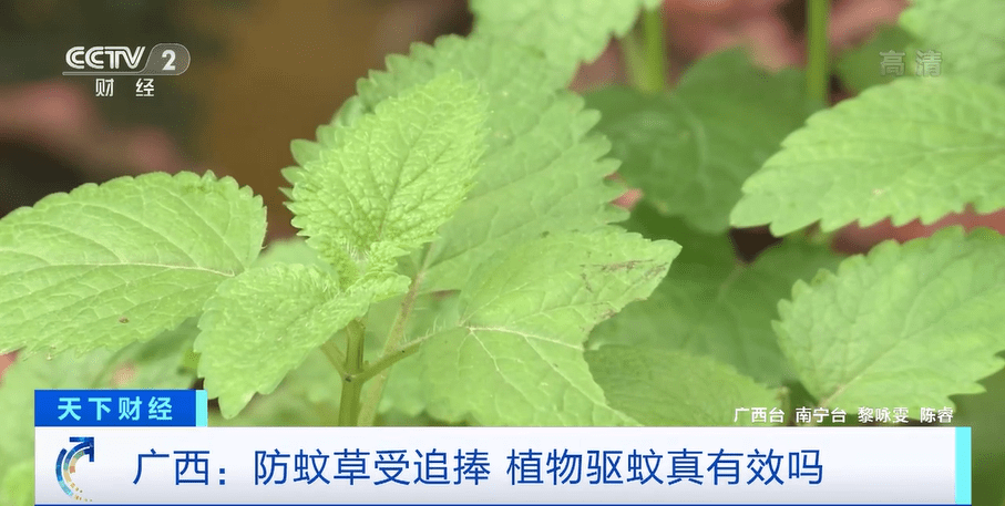 捕蝇草、驱蚊草…各类防蚊植物受追捧！专家提醒：效果有限