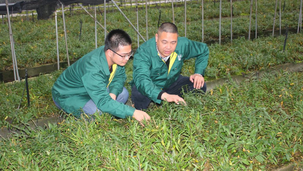 济公缘药业，20年专注中华瑰宝铁皮石斛，国药更适合国人体质