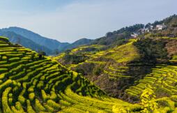 总规划面积近600公顷 国家植物园已收集植物1.5万余种 