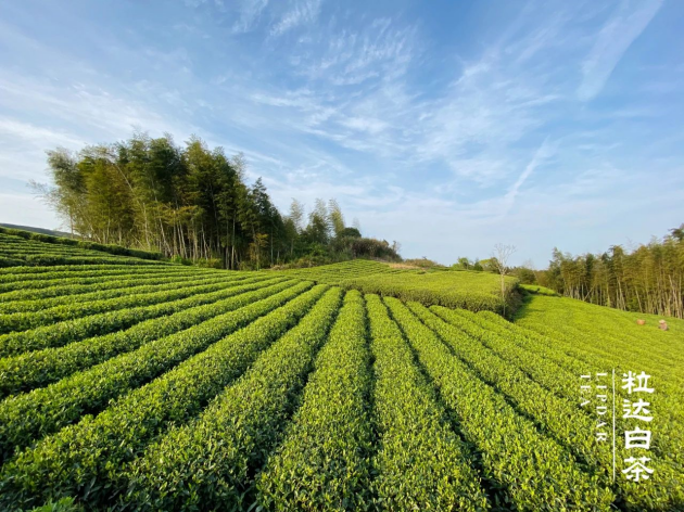 粒达白茶：告诉你什么才是地道的福鼎白茶